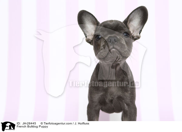 French Bulldog Puppy / JH-28445
