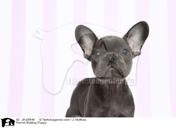 French Bulldog Puppy / JH-28446