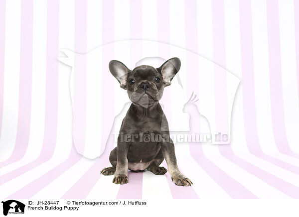 French Bulldog Puppy / JH-28447