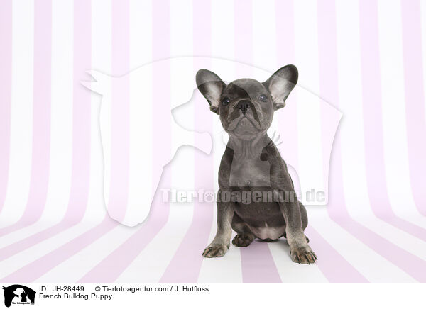 French Bulldog Puppy / JH-28449