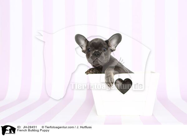 French Bulldog Puppy / JH-28451