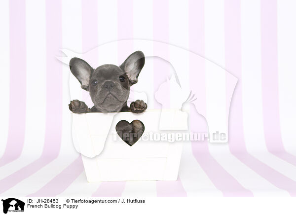 French Bulldog Puppy / JH-28453