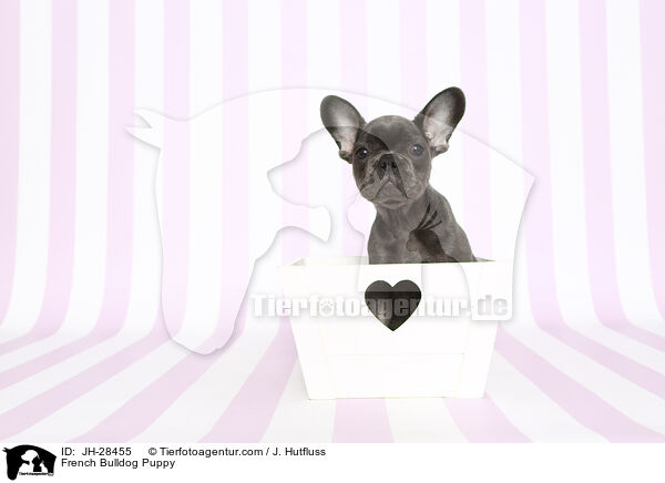 French Bulldog Puppy / JH-28455