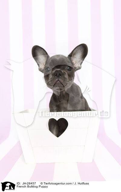 French Bulldog Puppy / JH-28457
