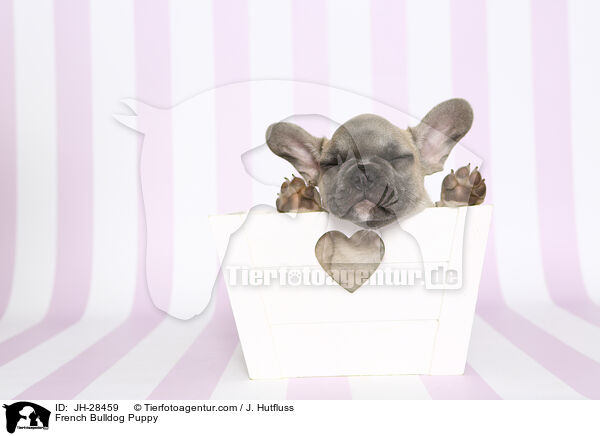 French Bulldog Puppy / JH-28459