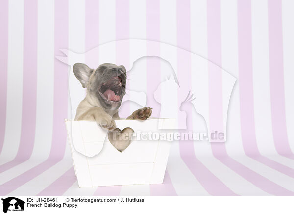 French Bulldog Puppy / JH-28461