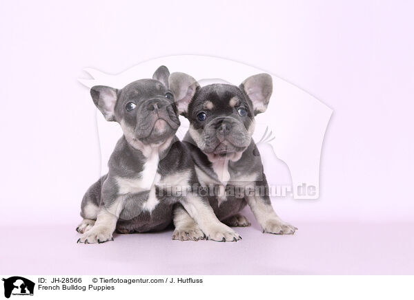French Bulldog Puppies / JH-28566