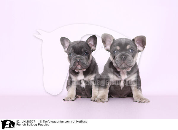 French Bulldog Puppies / JH-28567