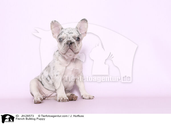 French Bulldog Puppy / JH-28573