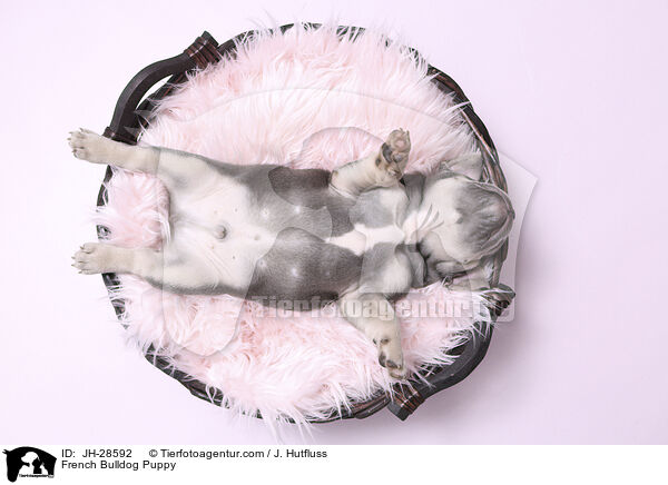 Franzsische Bulldogge Welpe / French Bulldog Puppy / JH-28592