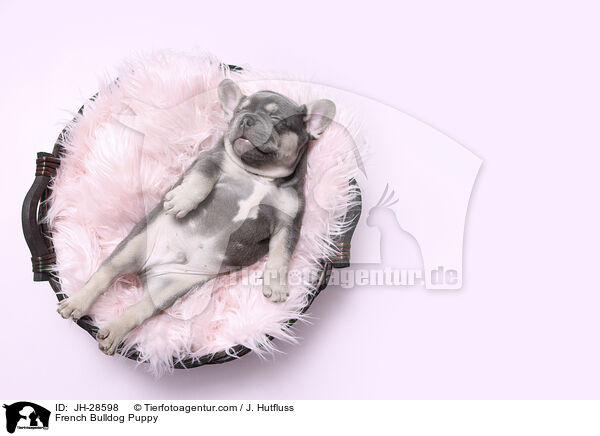 French Bulldog Puppy / JH-28598
