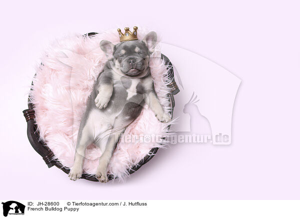 French Bulldog Puppy / JH-28600