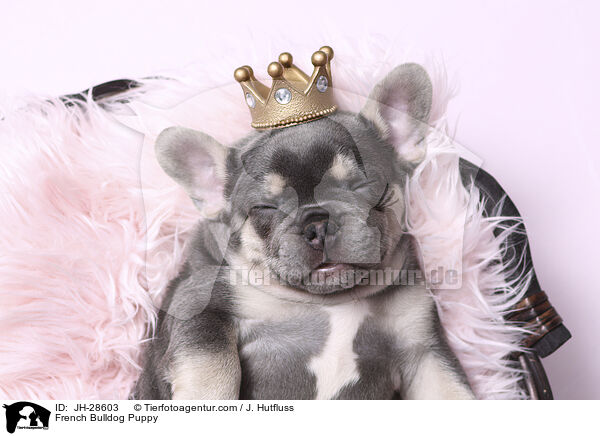 French Bulldog Puppy / JH-28603