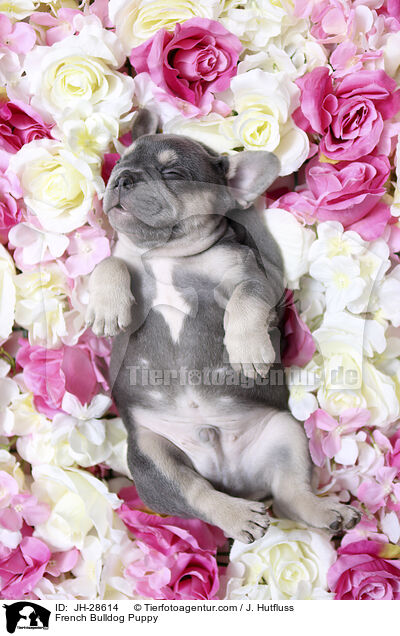 French Bulldog Puppy / JH-28614