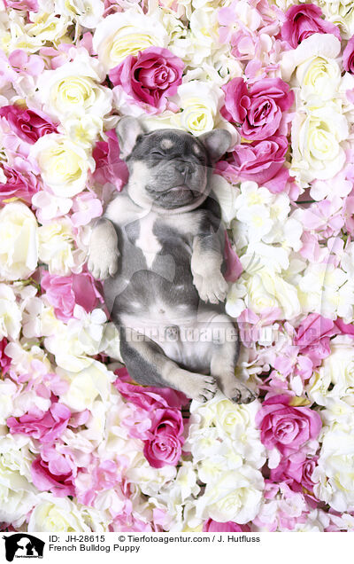 French Bulldog Puppy / JH-28615