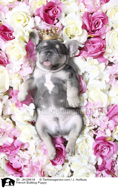 Franzsische Bulldogge Welpe / French Bulldog Puppy / JH-28618