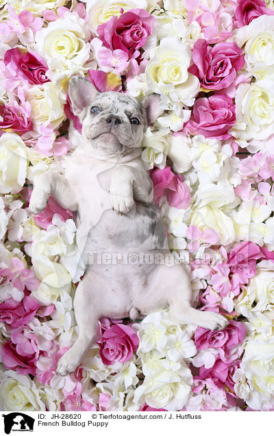 French Bulldog Puppy / JH-28620