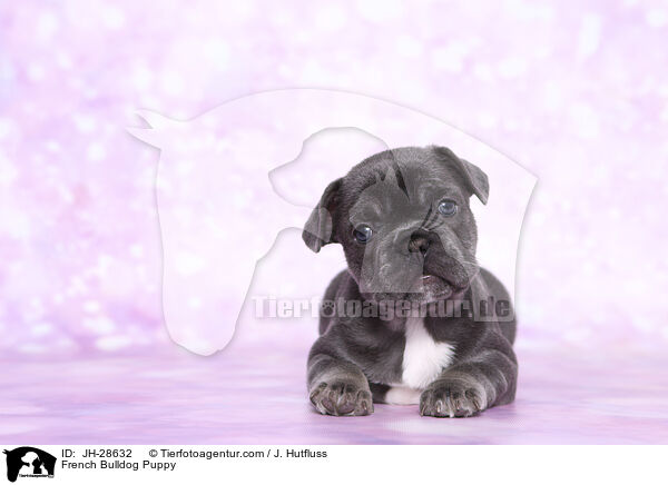 French Bulldog Puppy / JH-28632