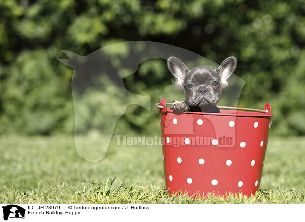 Franzsische Bulldogge Welpe / French Bulldog Puppy / JH-28979