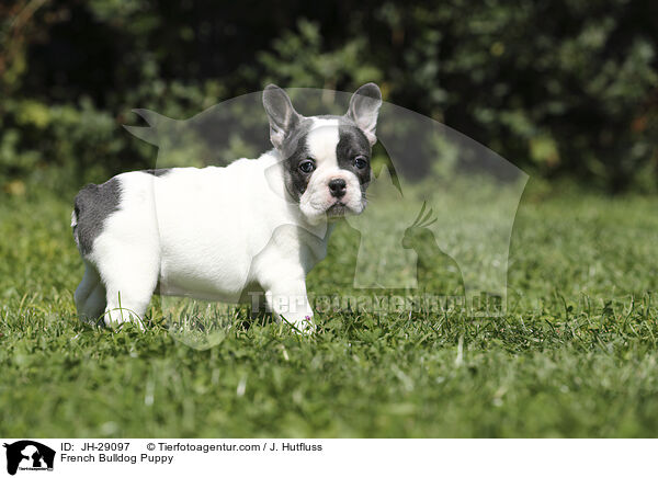 Franzsische Bulldogge Welpe / French Bulldog Puppy / JH-29097