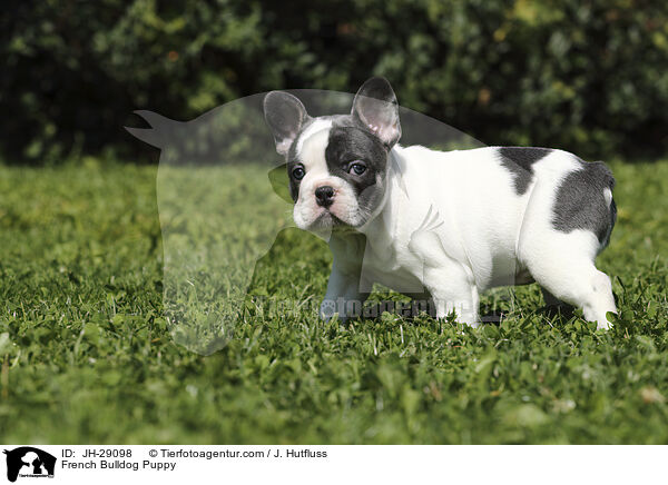 Franzsische Bulldogge Welpe / French Bulldog Puppy / JH-29098