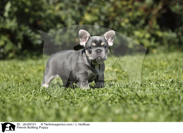 French Bulldog Puppy / JH-29101