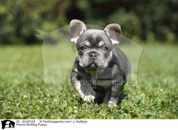 French Bulldog Puppy / JH-29102