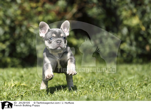Franzsische Bulldogge Welpe / French Bulldog Puppy / JH-29105