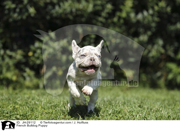 French Bulldog Puppy / JH-29112