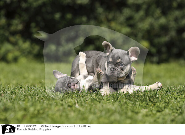 French Bulldog Puppies / JH-29121