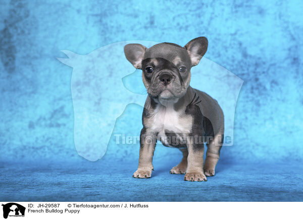 French Bulldog Puppy / JH-29587
