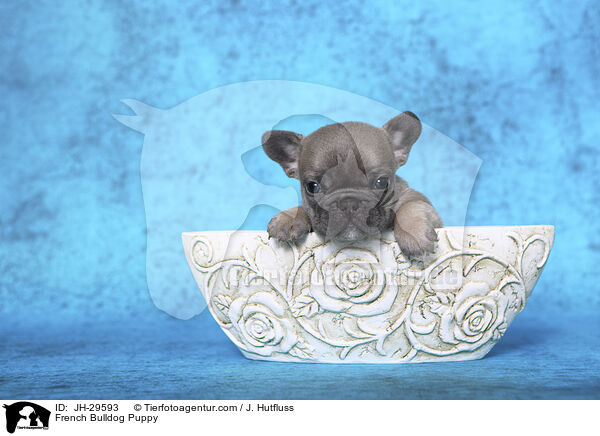 French Bulldog Puppy / JH-29593