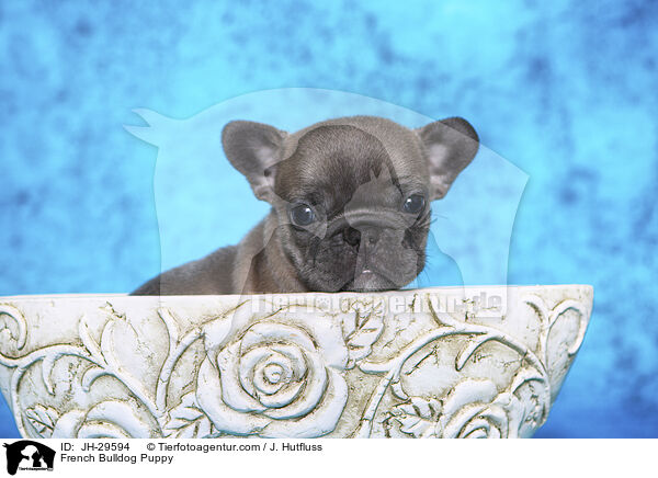 French Bulldog Puppy / JH-29594
