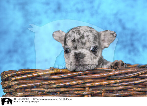 Franzsische Bulldogge Welpe / French Bulldog Puppy / JH-29602