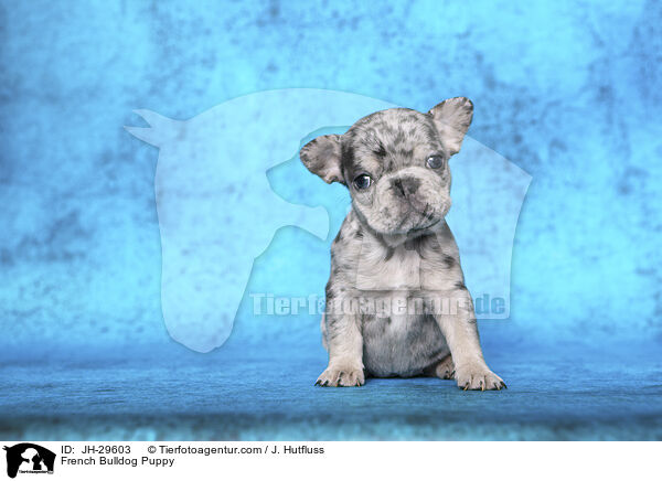 French Bulldog Puppy / JH-29603