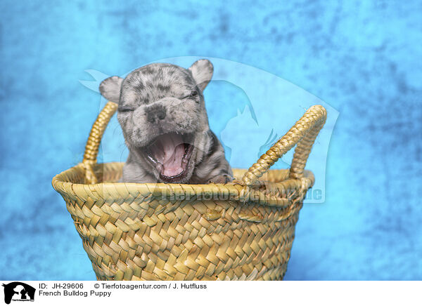 French Bulldog Puppy / JH-29606