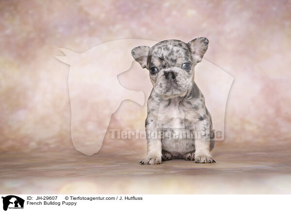 French Bulldog Puppy / JH-29607