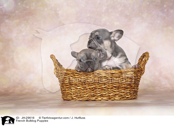 French Bulldog Puppies / JH-29616