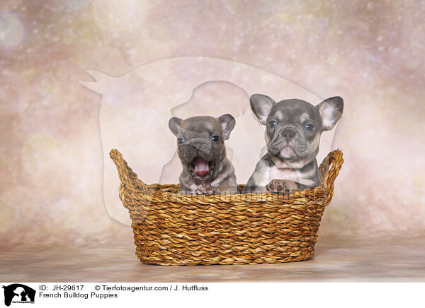 French Bulldog Puppies / JH-29617