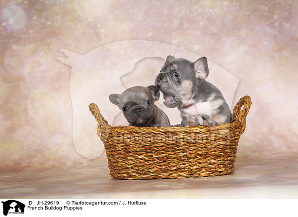French Bulldog Puppies / JH-29619