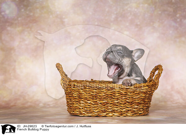 French Bulldog Puppy / JH-29623