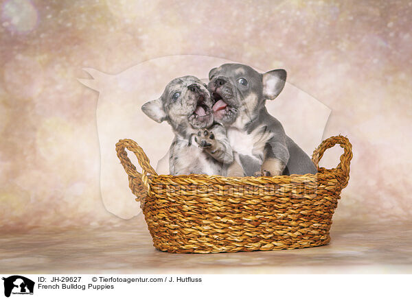 French Bulldog Puppies / JH-29627