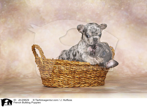French Bulldog Puppies / JH-29629