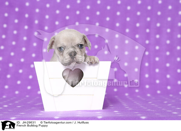 French Bulldog Puppy / JH-29631