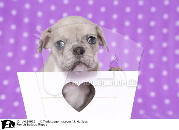 Franzsische Bulldogge Welpe / French Bulldog Puppy / JH-29632