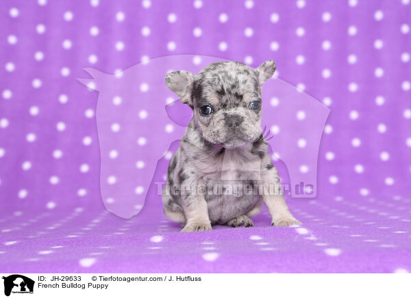French Bulldog Puppy / JH-29633