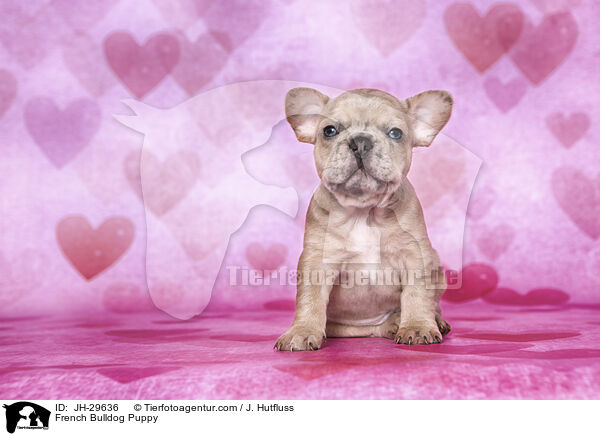 French Bulldog Puppy / JH-29636