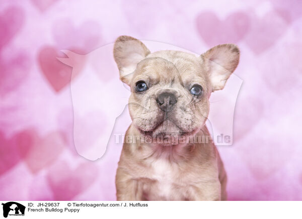 French Bulldog Puppy / JH-29637