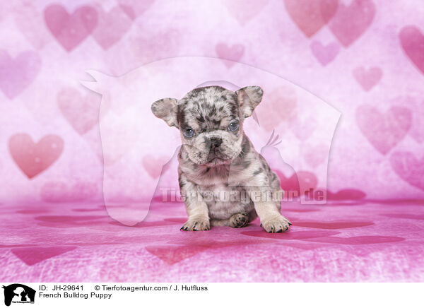 French Bulldog Puppy / JH-29641
