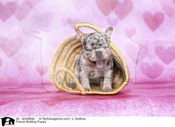 French Bulldog Puppy / JH-29642